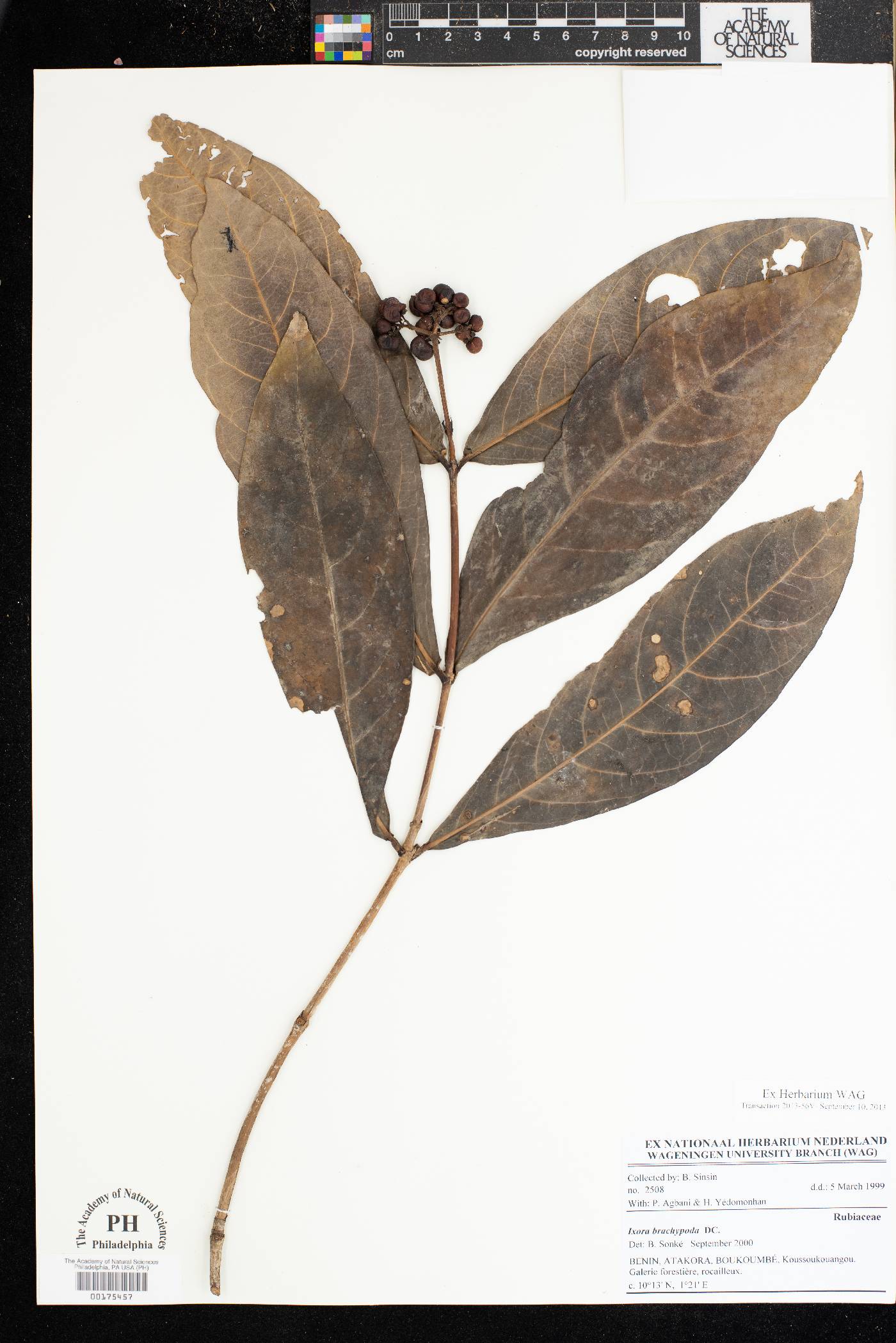 Ixora brachypoda image