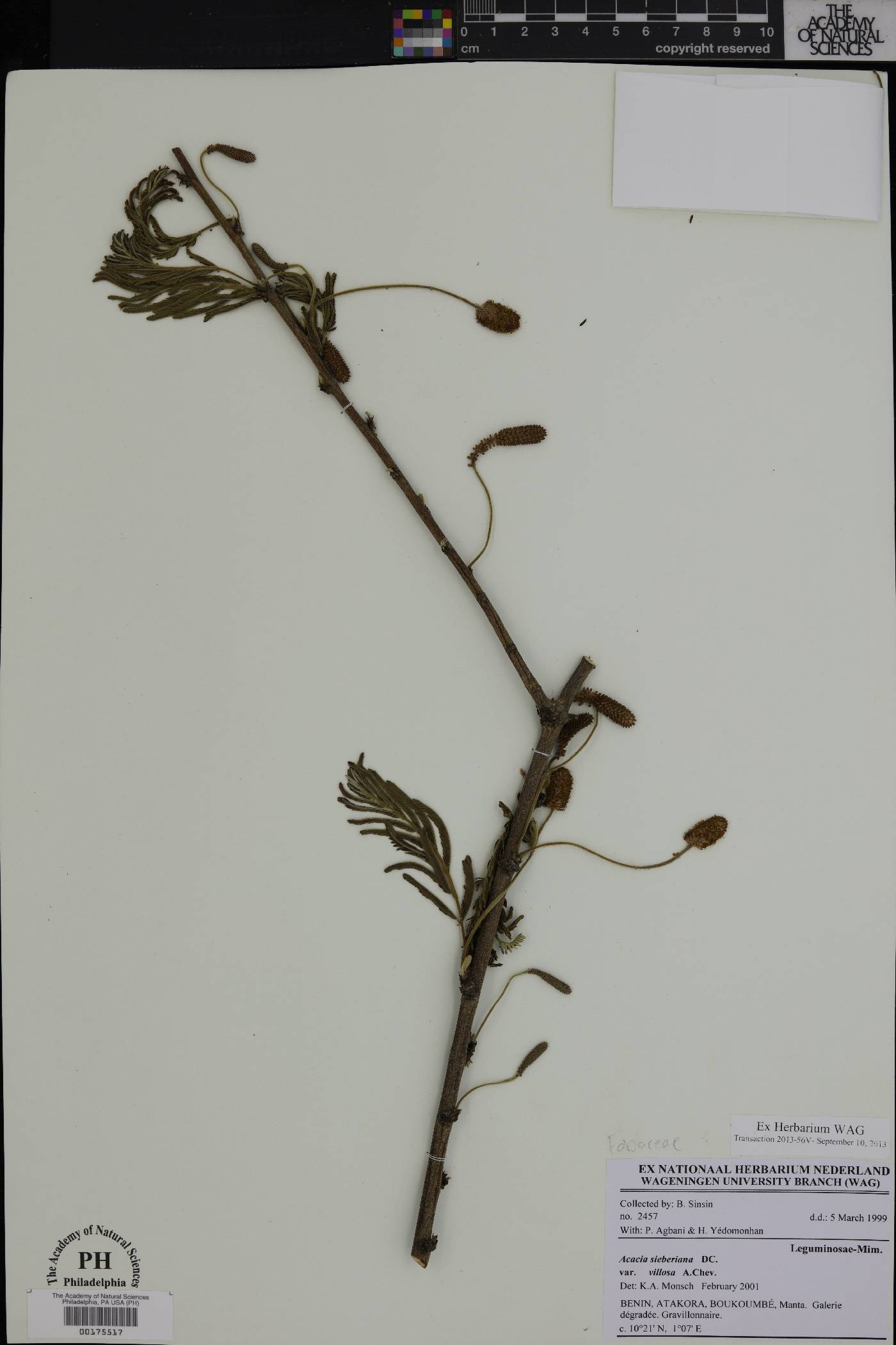 Acacia sieberiana image