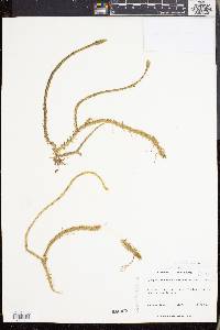 Lycopodiella appressa image