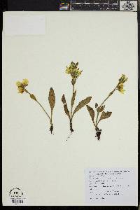 Lomatogonium carinthiacum image