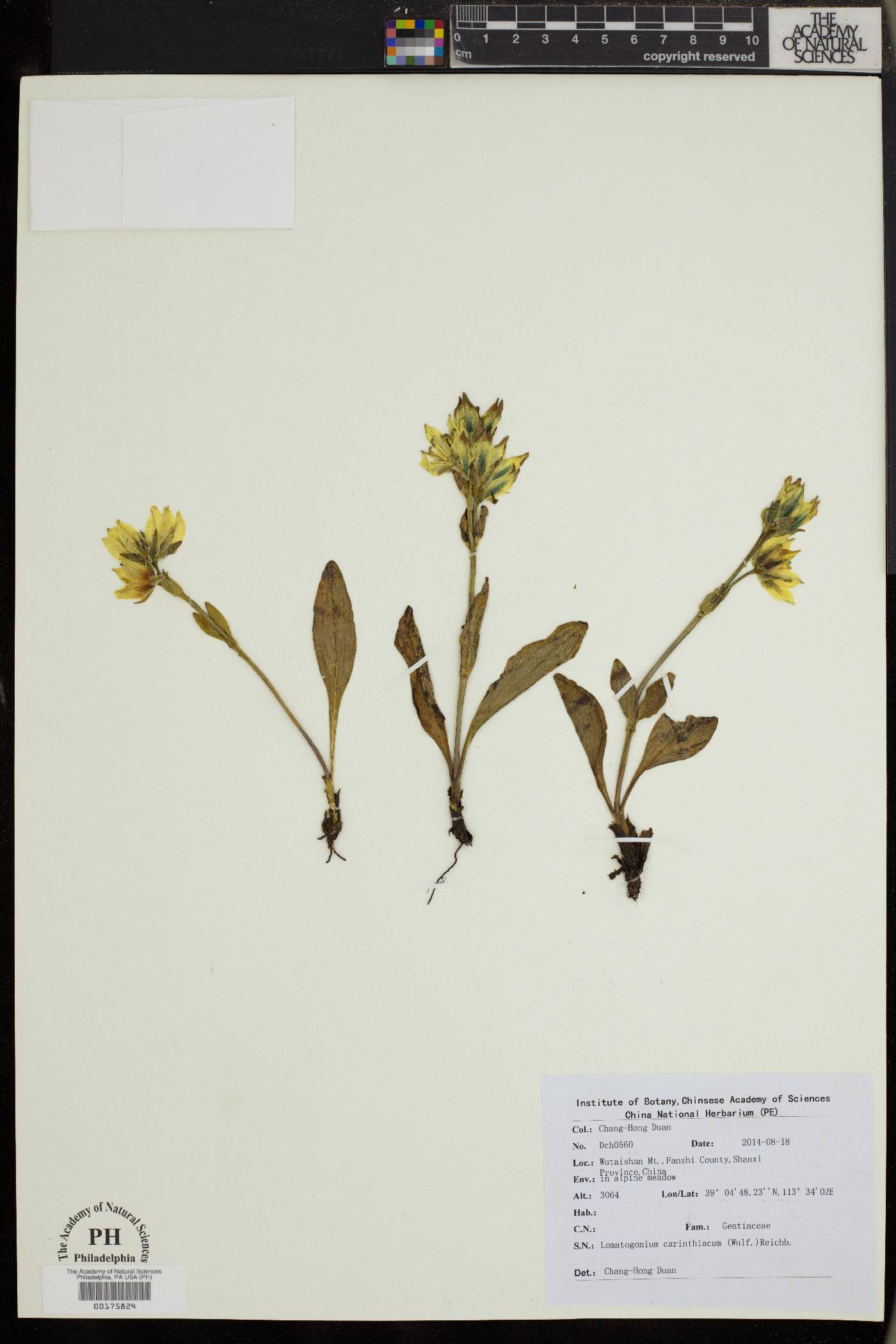 Lomatogonium carinthiacum image