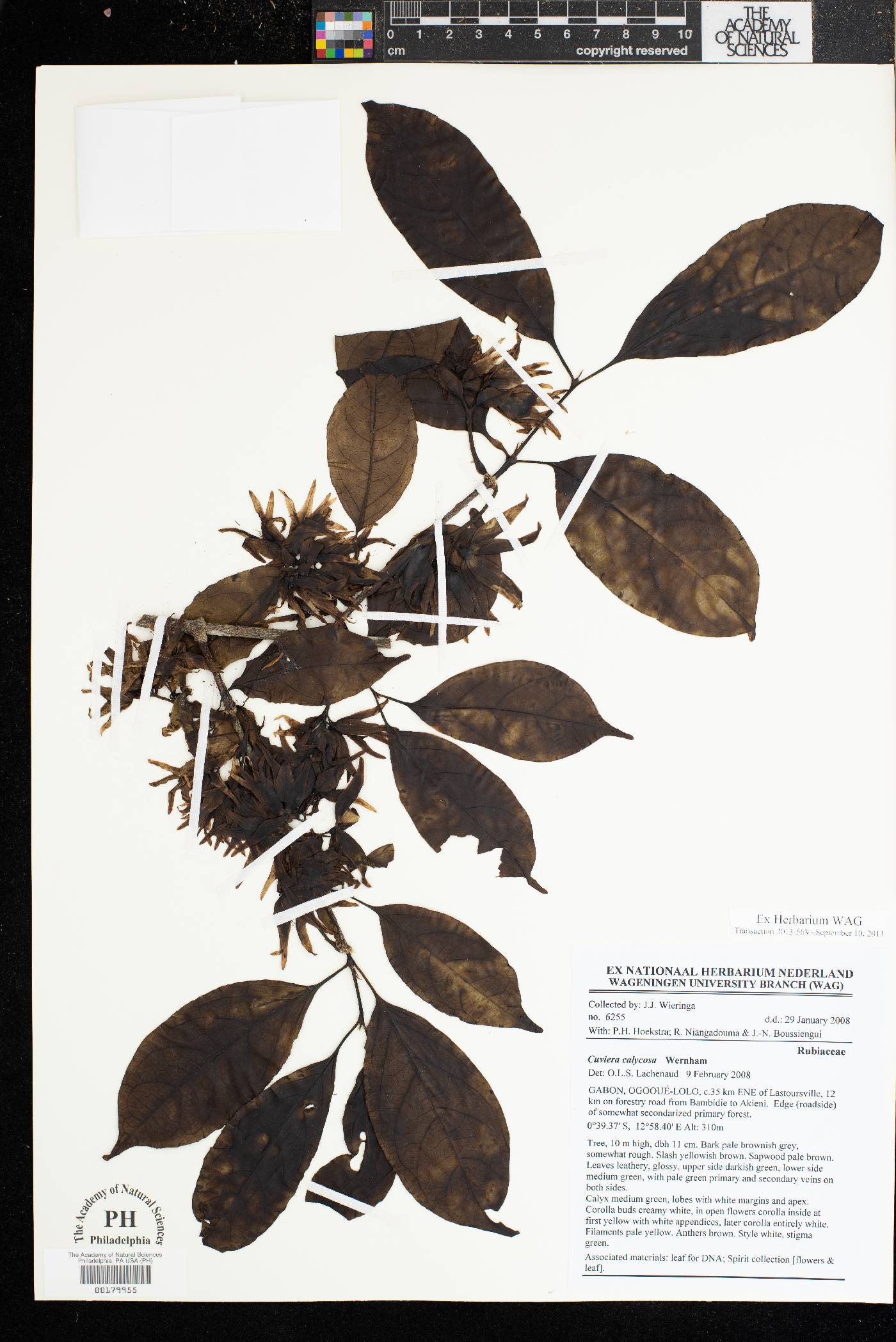 Cuviera calycosa image