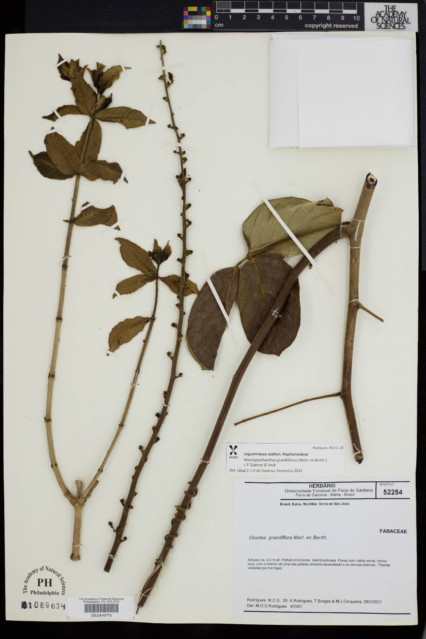 Macropsychanthus grandiflorus image