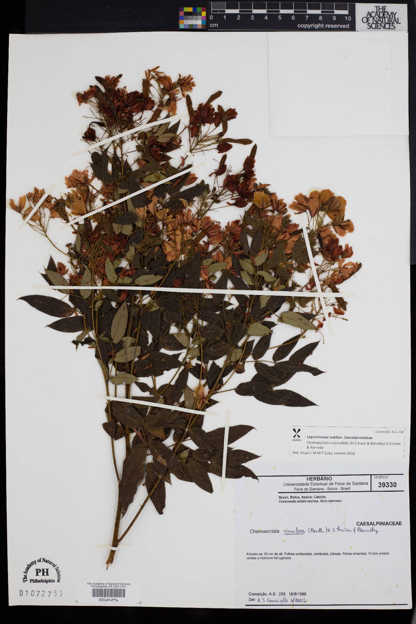 Chamaecrista urophyllidia image