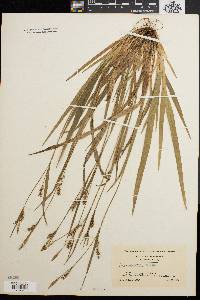 Carex striatula image