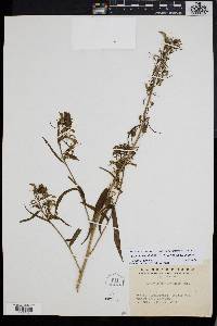 Lobelia seguinii image