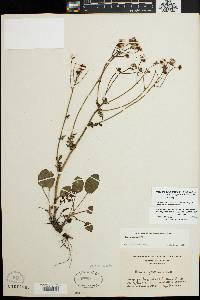 Packera paupercula var. appalachiana image