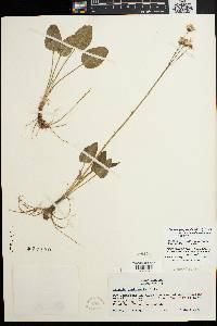 Packera paupercula var. appalachiana image