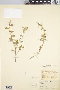 Heliotropium convolvulaceum var. convolvulaceum image