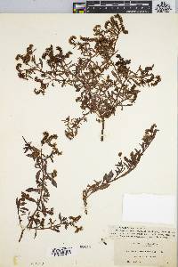 Heliotropium curassavicum var. obovatum image