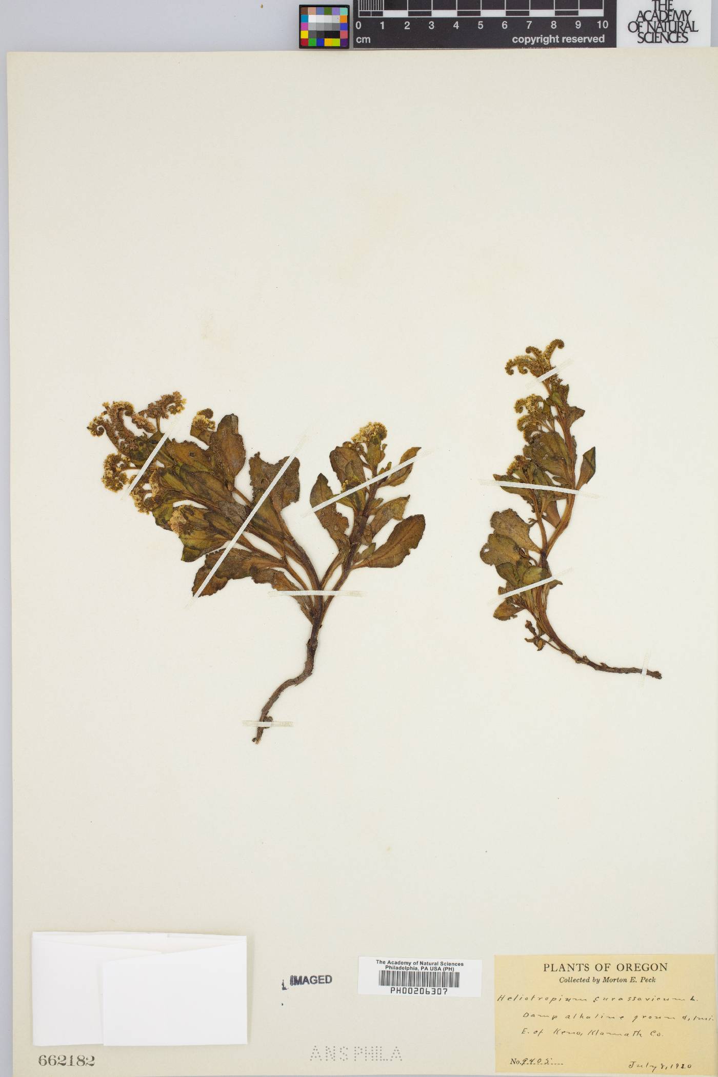 Heliotropium curassavicum var. obovatum image