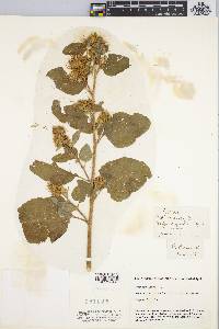 Arctium lappa image