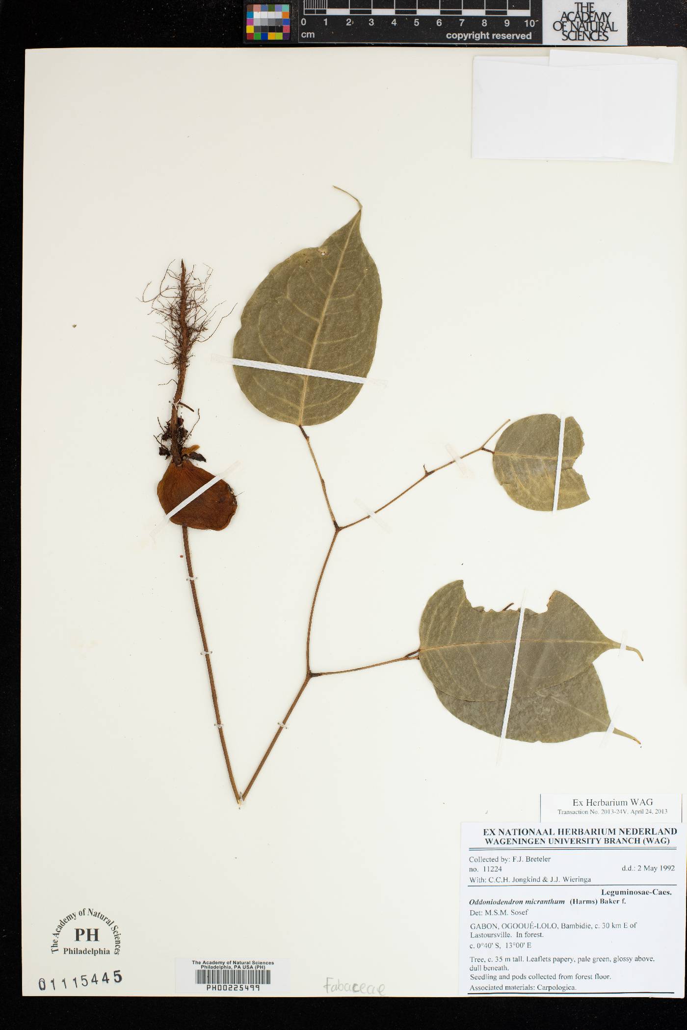 Oddoniodendron micranthum image