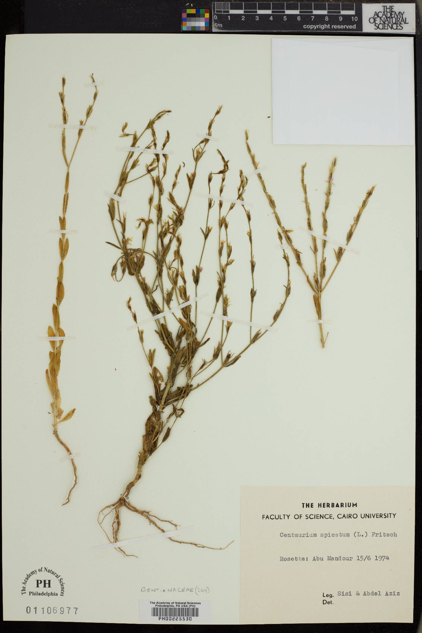 Centaurium spicatum image