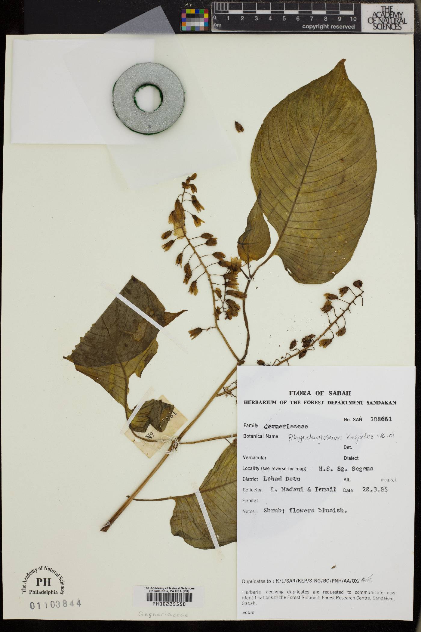 Rhynchoglossum klugioides image