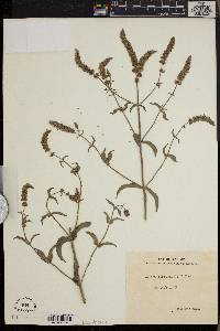 Mentha microphylla image