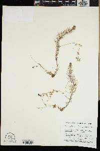 Utricularia intermedia image