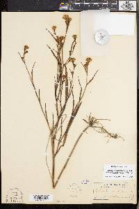 Symphyotrichum tenuifolium image