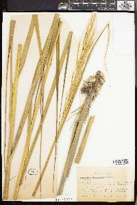 Spartina alterniflora image