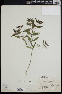 Melampyrum lineare image