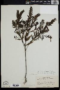 Melampyrum lineare image