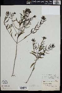 Melampyrum lineare image