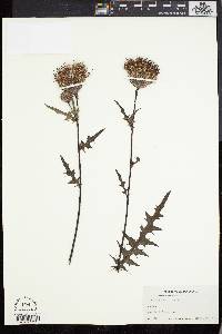 Cirsium muticum image