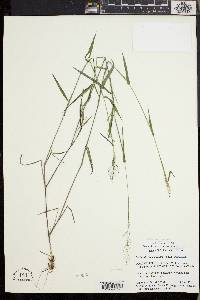 Dichanthelium acuminatum subsp. spretum image