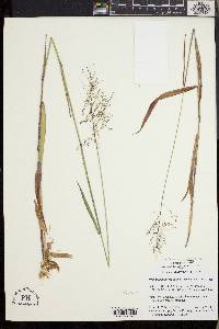 Dichanthelium dichotomum subsp. mattamuskeetense image