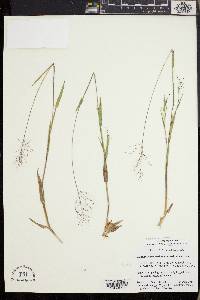 Dichanthelium meridionale image