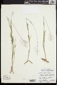 Dichanthelium meridionale image