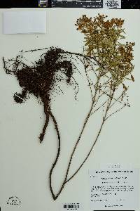 Hypericum densiflorum image