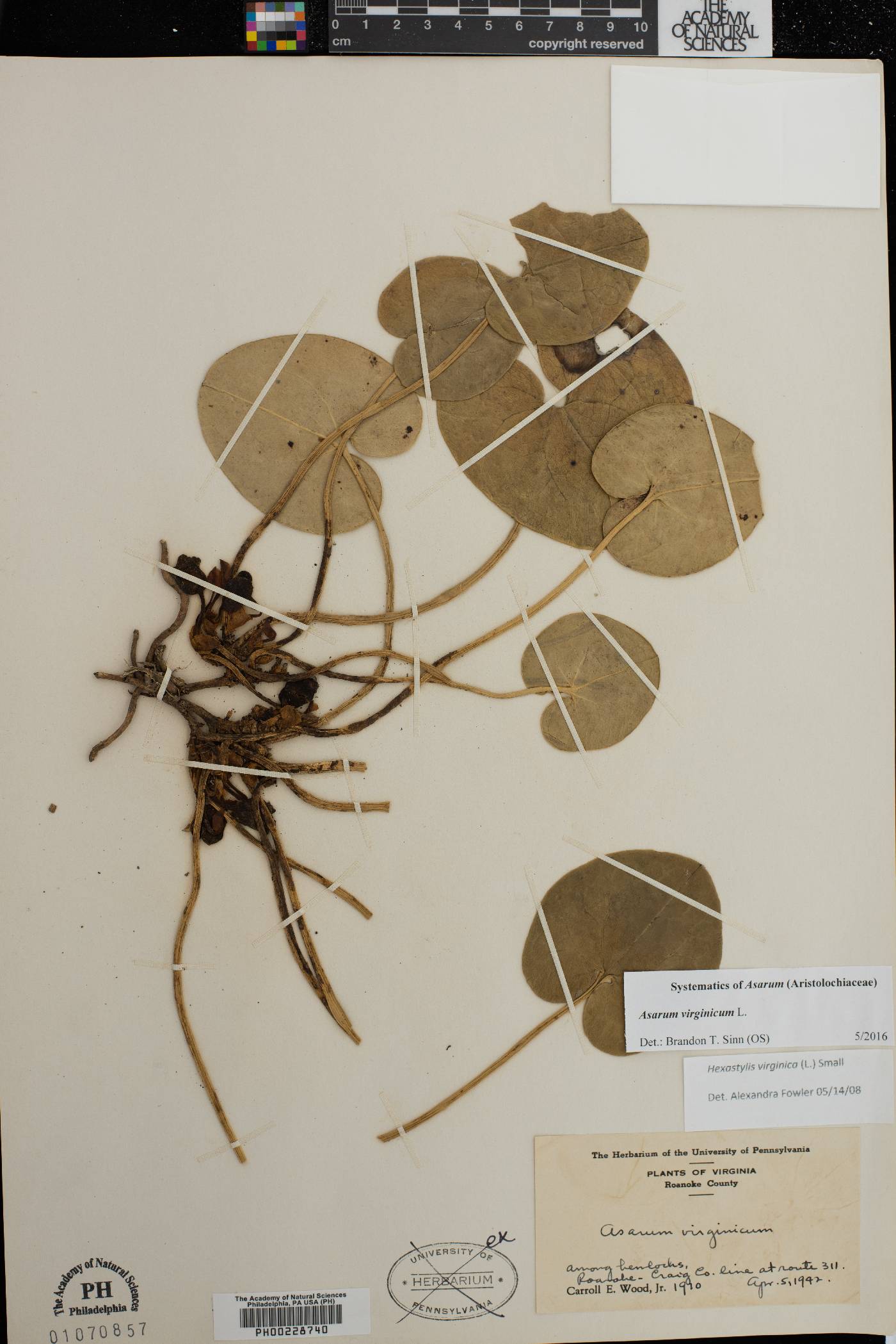 Asarum virginicum image