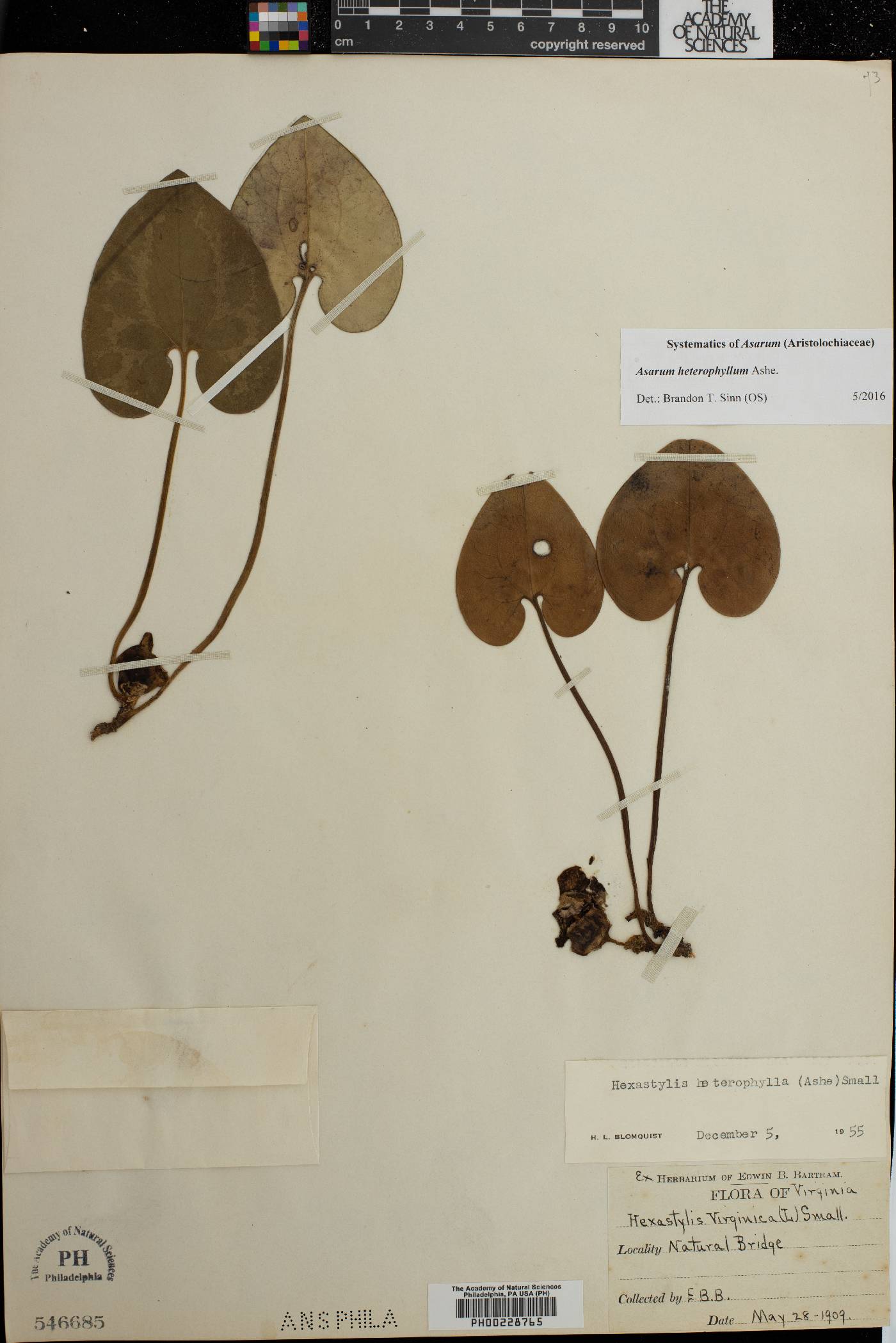 Asarum heterophyllum image