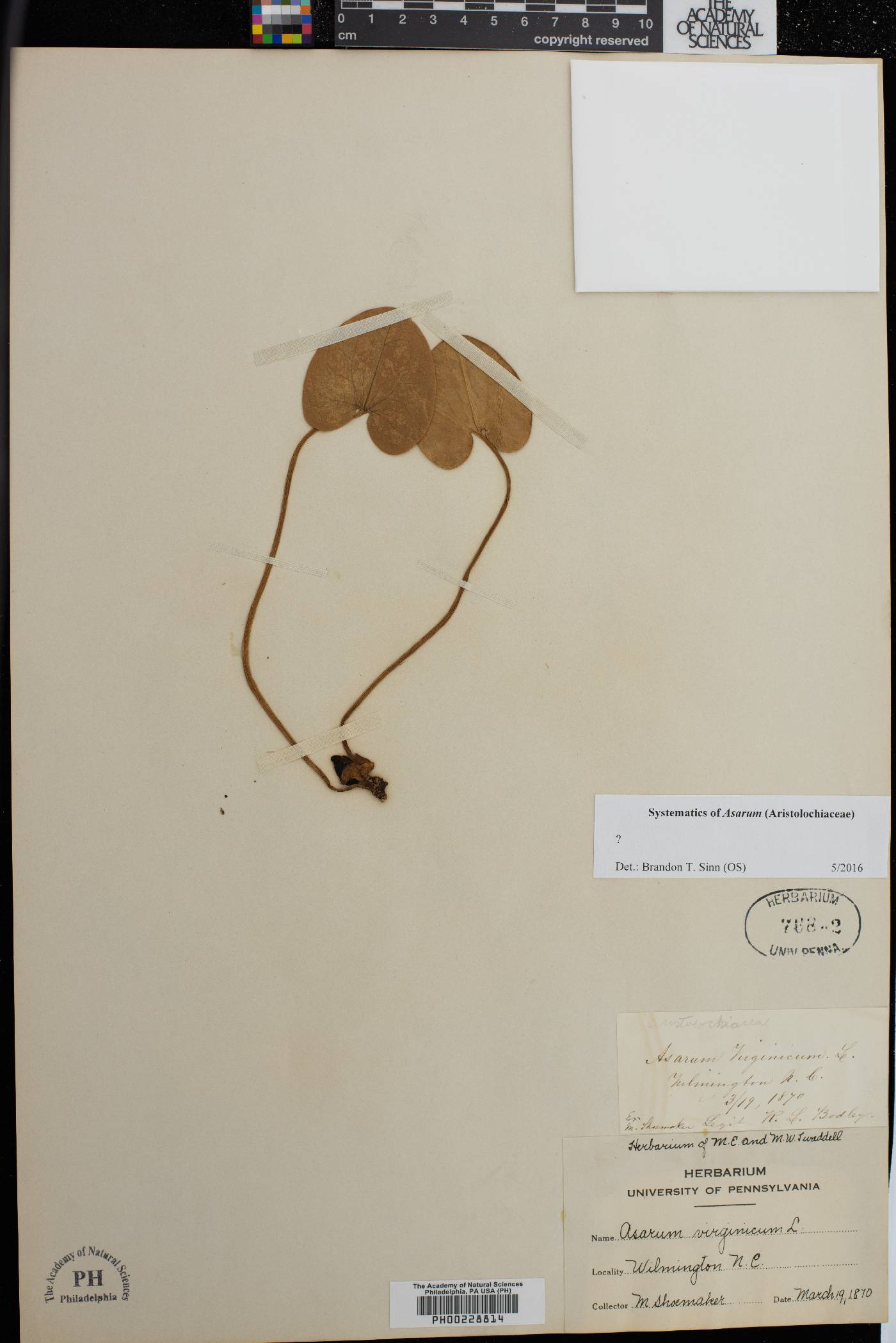 Asarum virginicum image