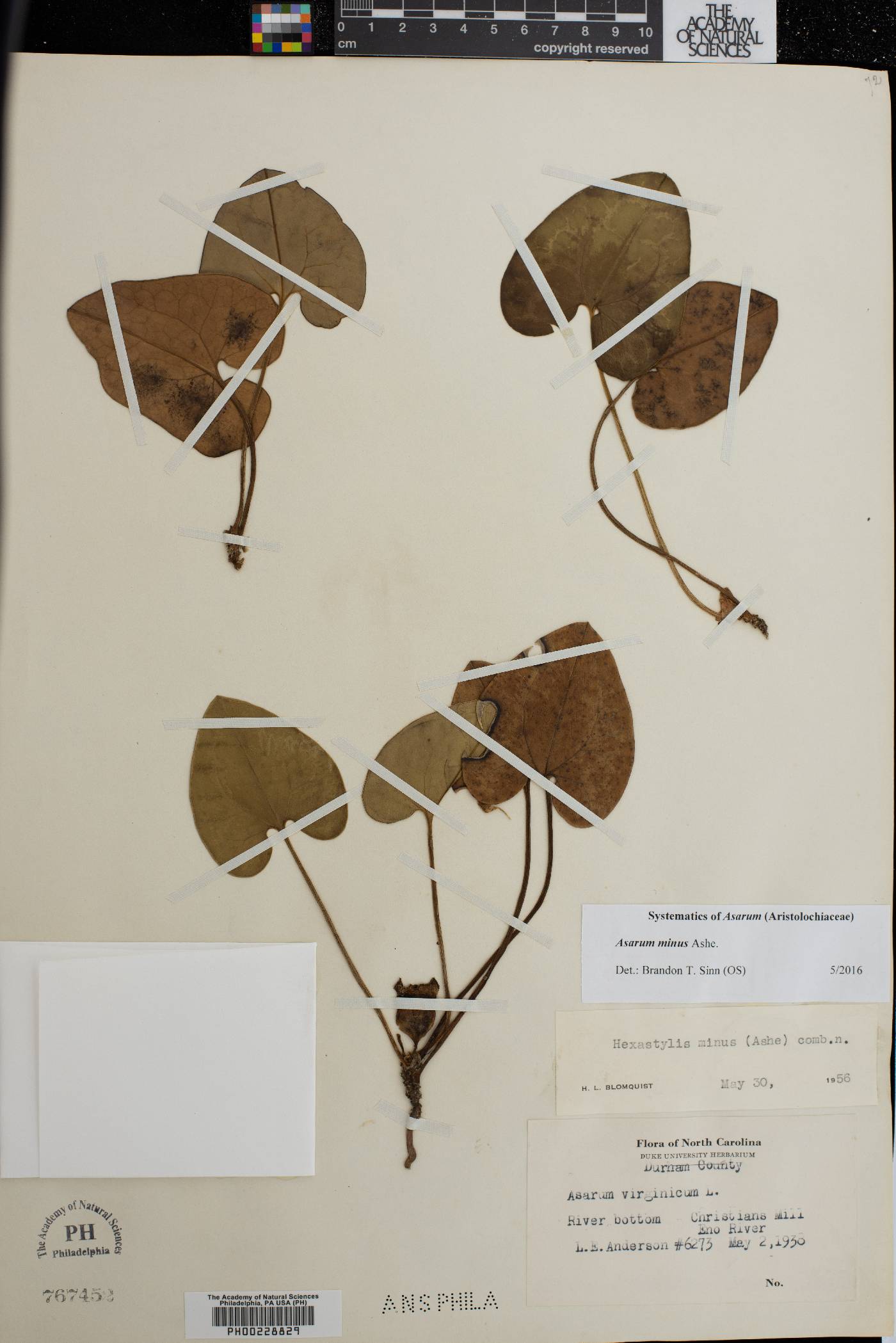 Asarum minus image