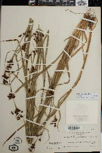 Rhynchospora caduca image