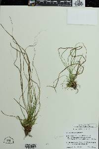 Carex umbellata image