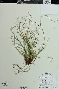 Carex umbellata image