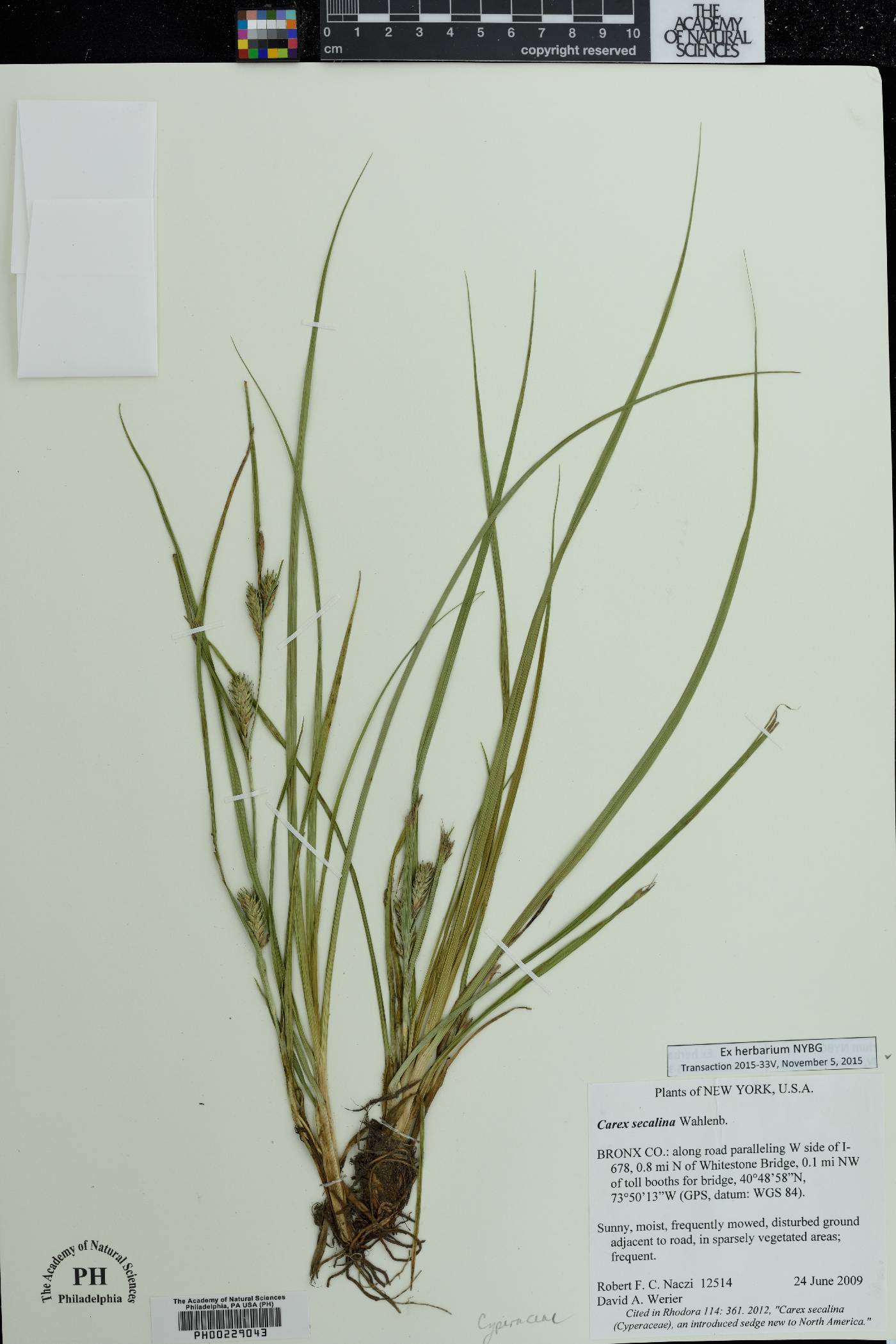 Carex secalina image