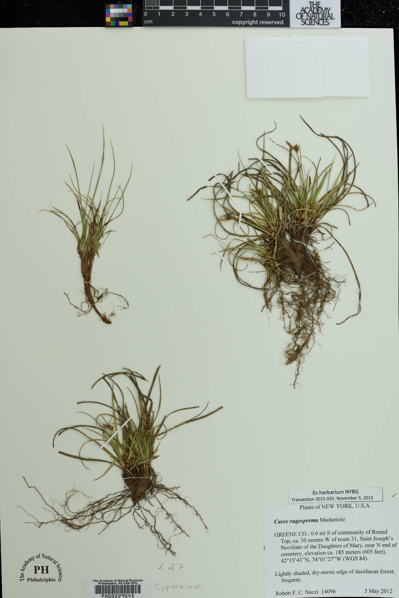 Carex rugosperma image