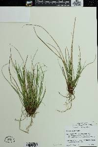 Carex reznicekii image