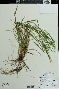 Carex hitchcockiana image