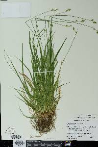 Carex deweyana image