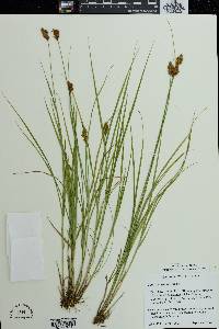 Carex crawfordii image