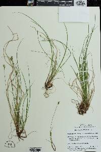 Carex albicans var. emmonsii image