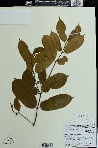 Motandra guineensis image