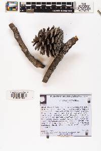 Pinus serotina image