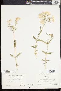 Phlox divaricata var. laphamii image