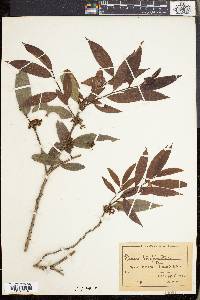 Ficalhoa laurifolia image